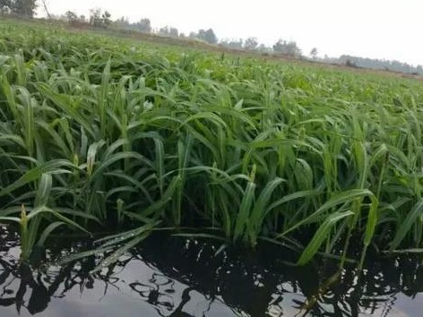 種植小米草的優(yōu)勢在哪里？養(yǎng)殖小龍蝦怎么樣？