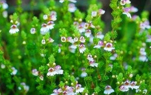 要想小米草種的好，要學(xué)會(huì)種植的技巧與方法