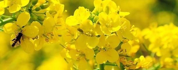 油菜種子如何種，種植方法是什么？