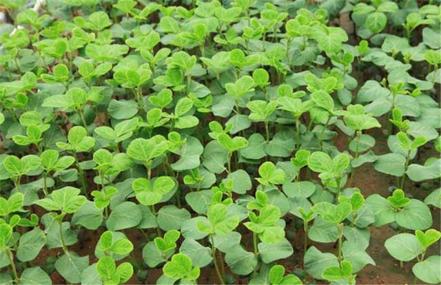 黑豆如何種植？種植方法是什么？有什么需要注意的？