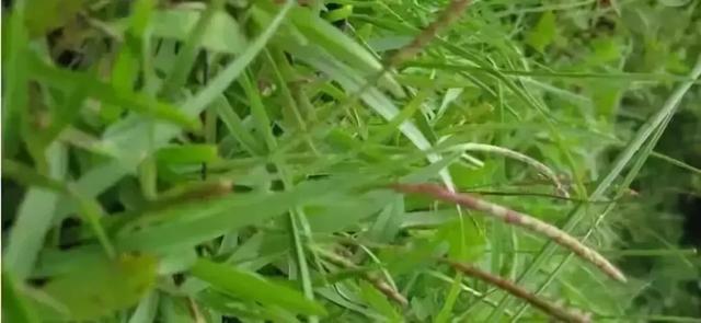 花園草坪的種植方法與養(yǎng)護(hù)管理經(jīng)驗