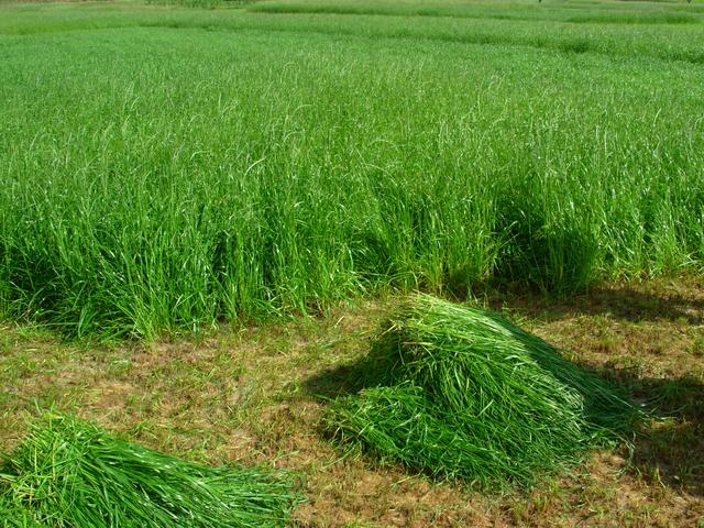 養(yǎng)牛、羊種植什么牧草好？種植如何利用？