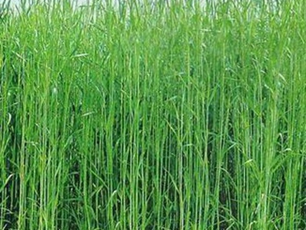 牧草要怎么種植比較好，有什么好的方法？