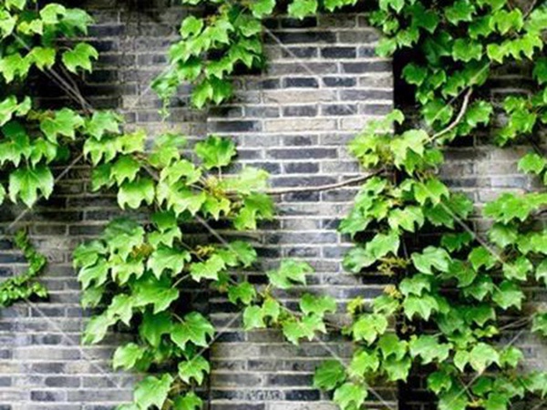 「爬山虎」的種植方法，有什么種植要求？