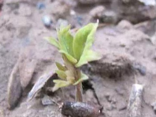 爬山虎的繁殖方法，存活率怎么樣？