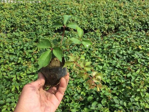種植爬山虎優(yōu)勢(shì)？你可能不知道它還有這五個(gè)好處！