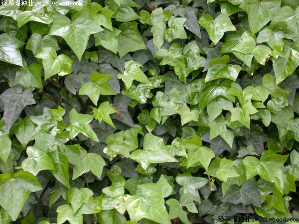 爬山虎種植爬山虎優(yōu)勢(shì)？你可能不知道它還有這五個(gè)好處！