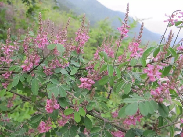 多花木蘭--常用護(hù)坡灌木種子栽培技術(shù)