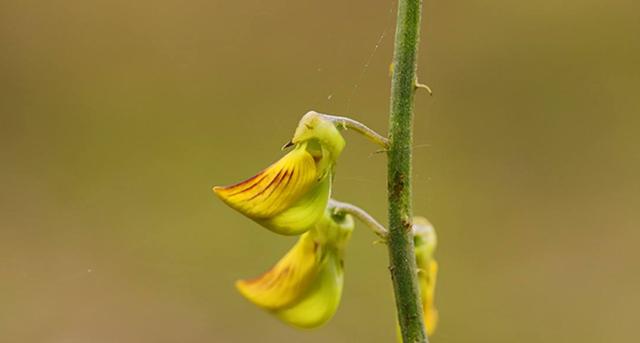 豬屎豆種植技術(shù)說(shuō)明，什么時(shí)候種植最佳？