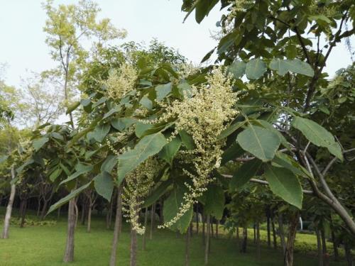 生命力頑強(qiáng)的鹽膚木，鹽膚木基本價(jià)值與種植技術(shù)介紹