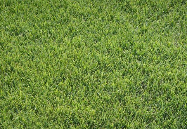 冷季型草坪種子紫羊茅種植起來居然會(huì)這么簡(jiǎn)單