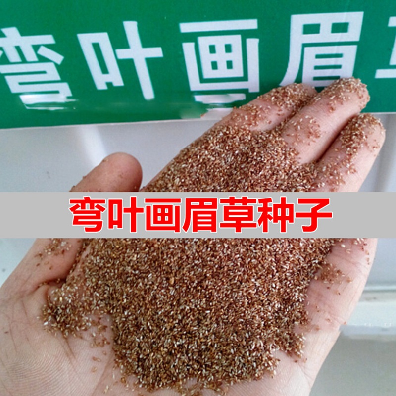 觀賞草坪種子——彎葉畫(huà)眉草