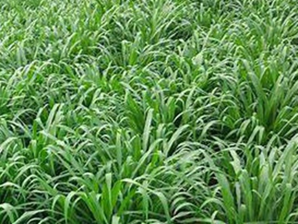 牧草要怎么種植比較好，有什么好的方法？