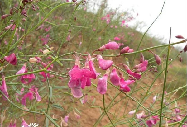 花棒主要價值，適合什么樣的環(huán)境下生長