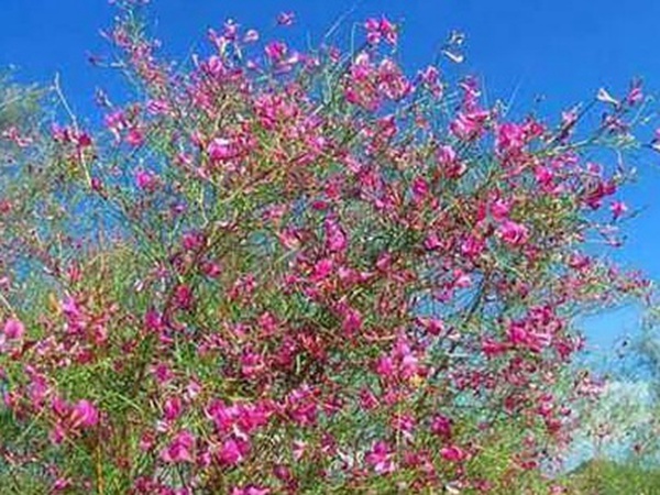 常見植物花棒——耐旱、喜光樹種