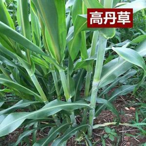 高粱與蘇丹草的結(jié)合，高丹草的優(yōu)勢(shì)有哪些