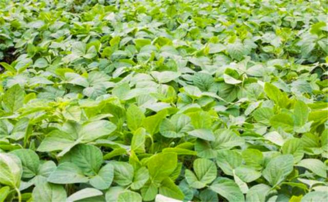 種植黑豆時，掌握技術(shù)方法產(chǎn)量能提升