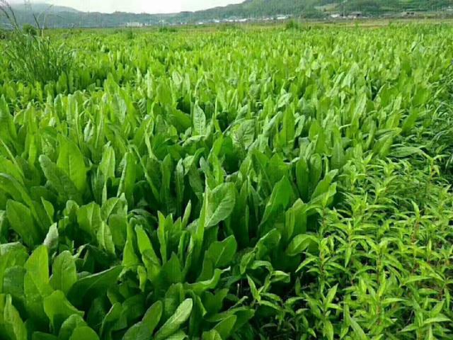 牧草菊苣是多年生嗎？種植方法是什么？
