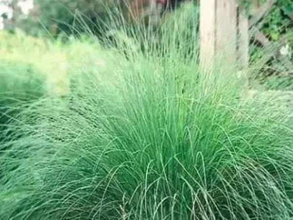 不同氣候地區(qū)怎么選擇綠化草種？有什么好的方法？