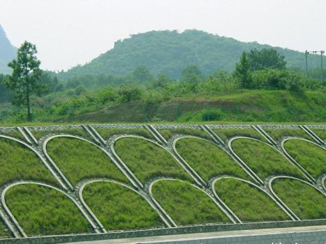 生命力頑強、耐踐踏又美觀的狗牙根草坪 生命力頑強、耐踐踏又美觀的狗牙根草坪