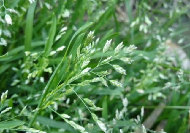 優(yōu)質(zhì)草坪草早熟禾的技術(shù)特點，種植養(yǎng)護有幾個要點