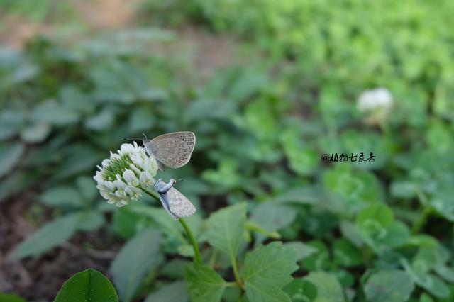 白三葉草，不但栽培，觀賞期長(zhǎng)，管理方法簡(jiǎn)單而且花繁葉茂
