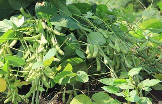 黑豆如何種植？種植方法是什么？有什么需要注意的？