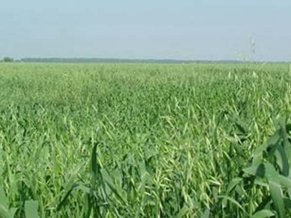 燕麥種植的生長環(huán)境是怎樣的？有什么需要注意的？