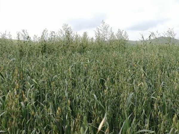 燕麥種植的生長環(huán)境是怎樣的？有什么需要注意的？