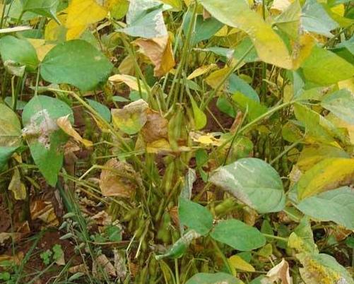 黑豆種植方法有哪些？什么時(shí)候播種比較合適？