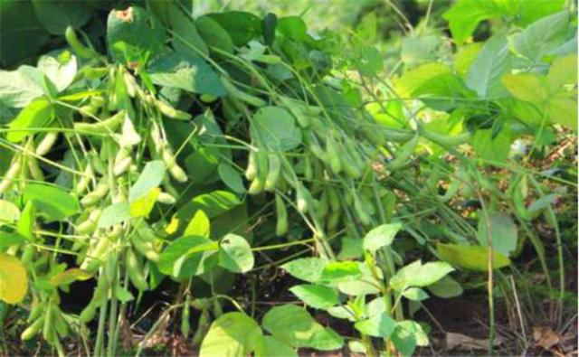 種植黑豆時，掌握技術(shù)方法產(chǎn)量能提升