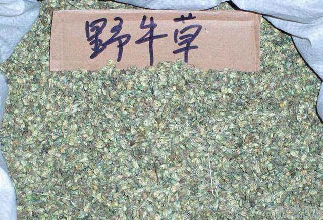 種植野牛草不僅僅要知道什么時(shí)候種植，還要知道種植后如何管理
