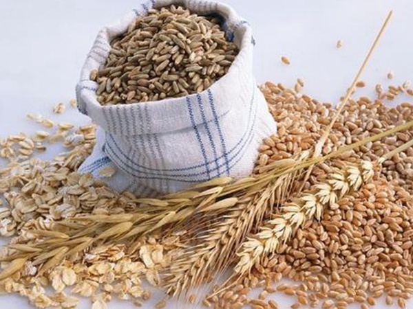 燕麥種植的生長環(huán)境是怎樣的？有什么需要注意的？