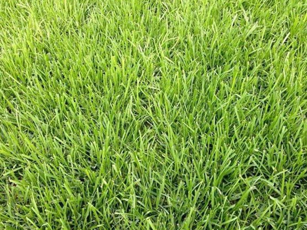 堿茅草種子多久能發(fā)芽，播種方法是什么？