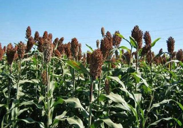 甜高粱播種對生長環(huán)境有什么要求，種植應(yīng)該注意什么