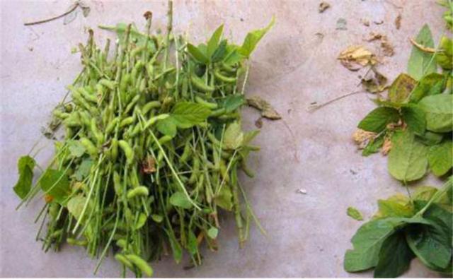 種植黑豆時，掌握技術(shù)方法產(chǎn)量能提升