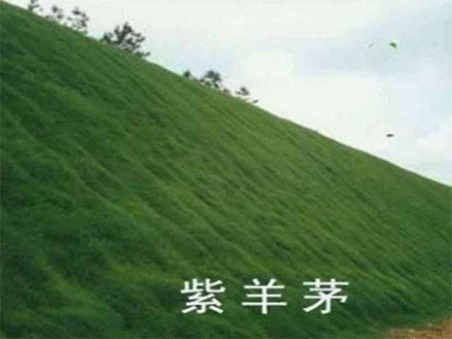 冷季型草坪種子紫羊茅種植起來居然會(huì)這么簡(jiǎn)單