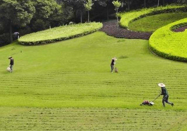野牛草種植技術(shù)以及養(yǎng)護管理方法有哪些