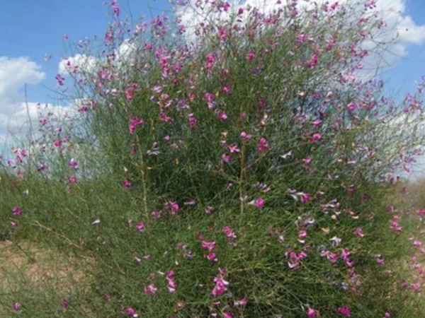 常見植物花棒——耐旱、喜光樹種