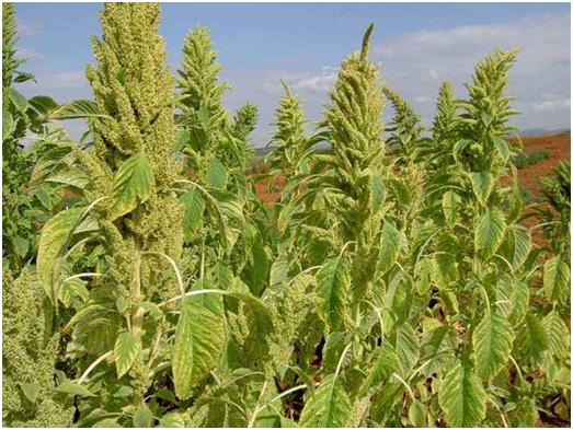 優(yōu)質牧草——籽粒莧栽培管理技術與播種方法