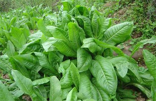 牧草菊苣是多年生嗎？種植方法是什么？