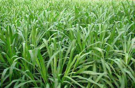 優(yōu)質(zhì)的牧草——蘇丹草，怎么種植可以高產(chǎn)