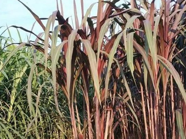 象草是一種高價(jià)值的飼料，種植栽培方法是什么