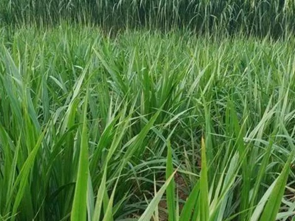 皇竹草種植經(jīng)濟(jì)效益是什么？有什么作用？