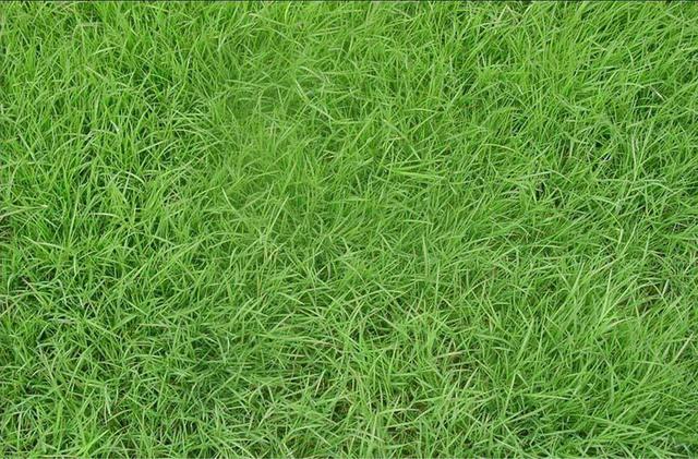 百慕大草坪經(jīng)濟(jì)價值以及播種管理技術(shù)