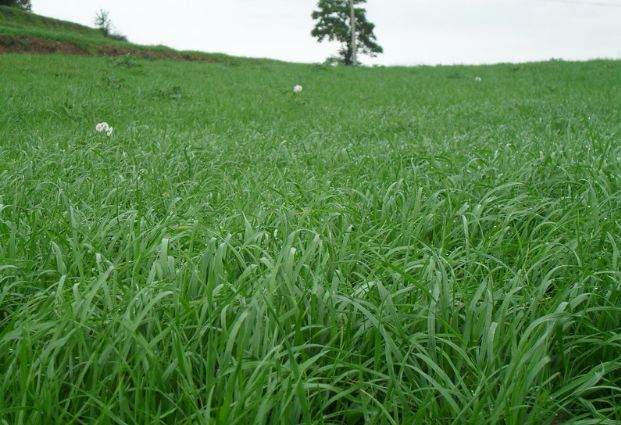 養(yǎng)牛最適合種植什么牧草比較好？種植方法是什么？