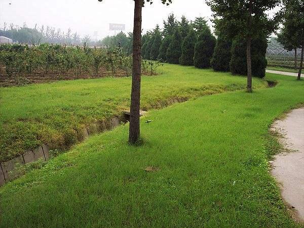 野牛草種植技術(shù)以及養(yǎng)護管理方法有哪些