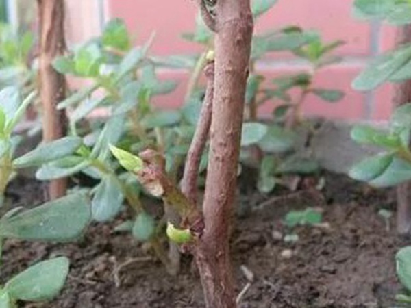 爬山虎的繁殖方法，存活率怎么樣？
