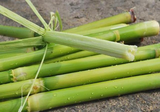 甜高粱播種對生長環(huán)境有什么要求，種植應(yīng)該注意什么