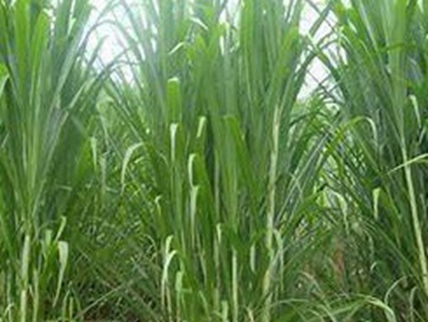 牧草要怎么種植比較好，有什么好的方法？